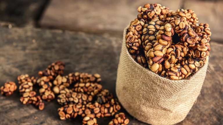 luwak coffee premium